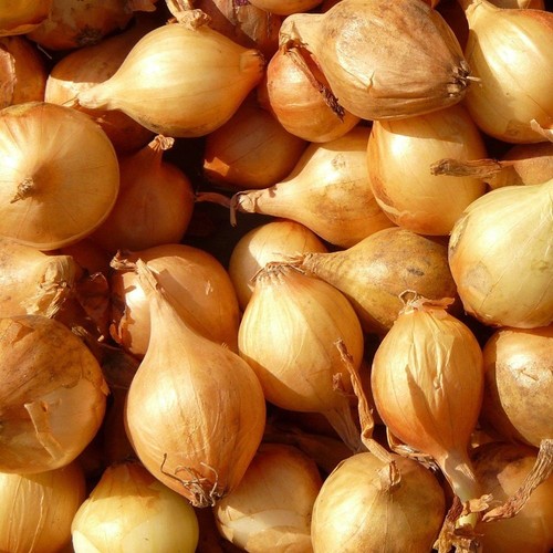 French shallot griselle x - shallot,
