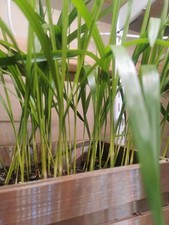 10 x Washingtonia Robusta Palm