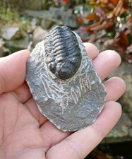 Fossil Trilobite  Devonian Age
