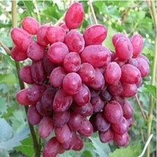 KISHMISH VELES Grape Vine -  3