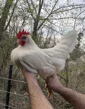 12 LF Colored Leghorn Hatching