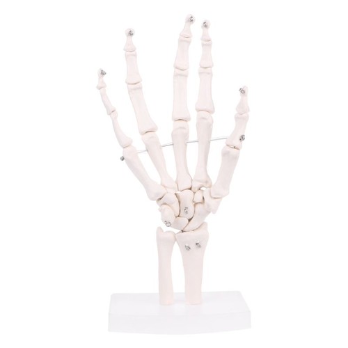 Hand joint anatomical skeleton - joint,