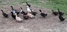 Free barnyard mix duck - 20,