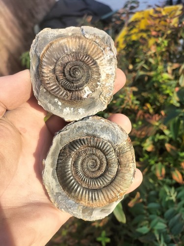 Quality dactylioceras pos - dactylioceras,