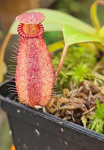Nepenthes villosa hamata - villosa,
