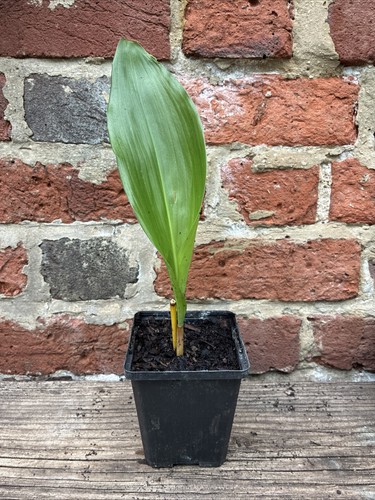 Aspidistra elatior mama s - aspidistra, 'mama's