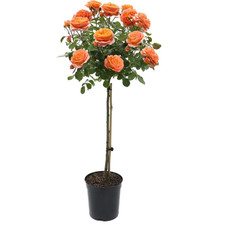 Standard Orange Rose Tree - 100-130 cm tall Outdoor Garden Plants Pot Grown