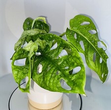 Monkey Mask Monstera | Monstera Obliqua |  Adansonii | Indoor Houseplant