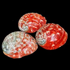 Super Rare Large Polished Red Abalone Shell 16-18cm Specimen Collector Seashell