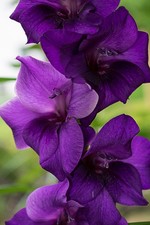 10 Gladioli Purple Flora Corms