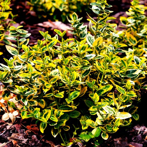 Euonymus emerald n gold - f.,