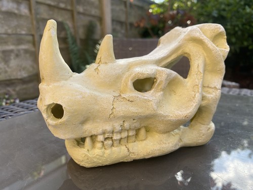 Dinosaur skull aquarium fish - dinosaur,