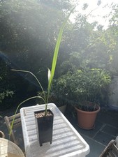 Phoenix dactylifera  Medjool Date Palm Tree 2L Pot Evergreen Tropical Indoor UK 