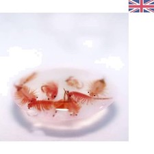 Hatch rate artemia brine - hatch,
