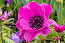 Pink poppy anemone de - x,