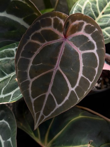 Anthurium doc block - x, hazel