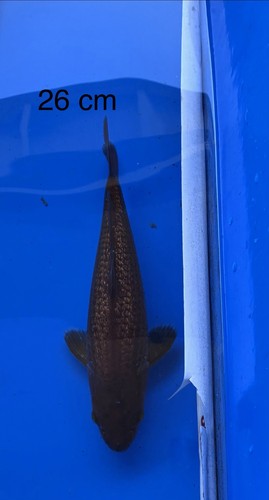 Imported japanese koi - imported,