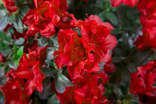 Fire azalea deciduous - fire~~azalea,