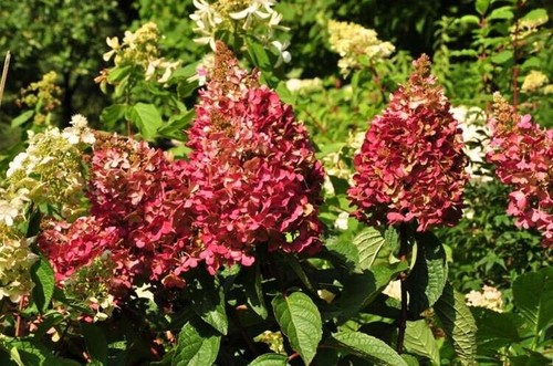 Hydrangea paniculata wims red - wims,