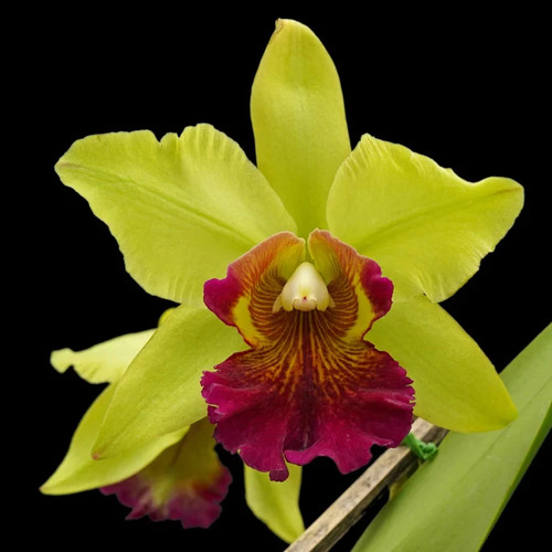 Cattleya oro andino - cattleya,