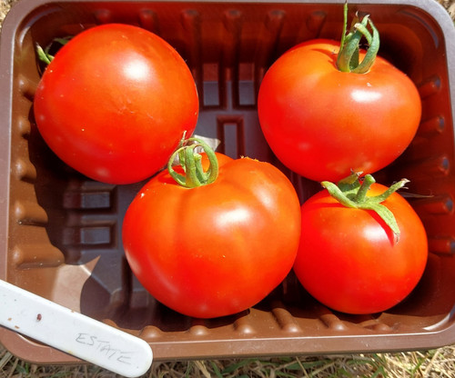 Estate tomato seeds - x, 20