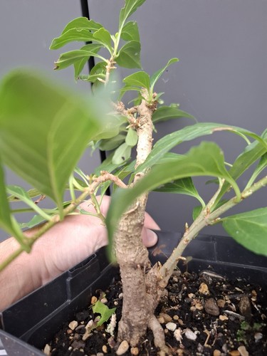 Forsythia bonsai raw material - raw,