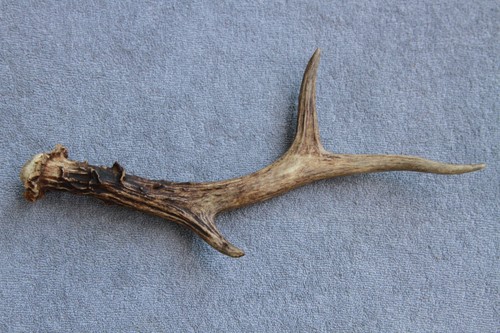 Naturally shed wild - naturally, roe