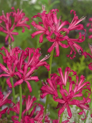 Nerine bowdenii isabel - nerine,