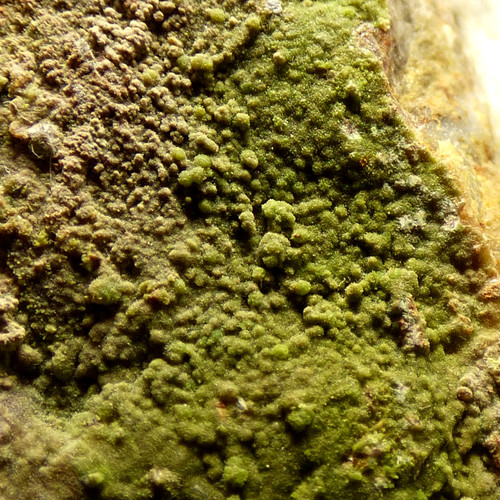 Pyromorphite crystals bwlch - pyromorphite,