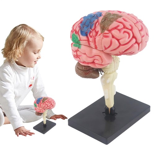 Brain model for psychology - model,