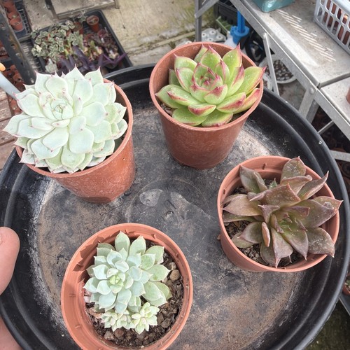 Mixed succulent collection - , of