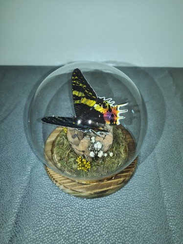 Moon moth taxidermy display - moon,