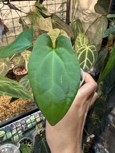 Anthurium forgetii open - x,