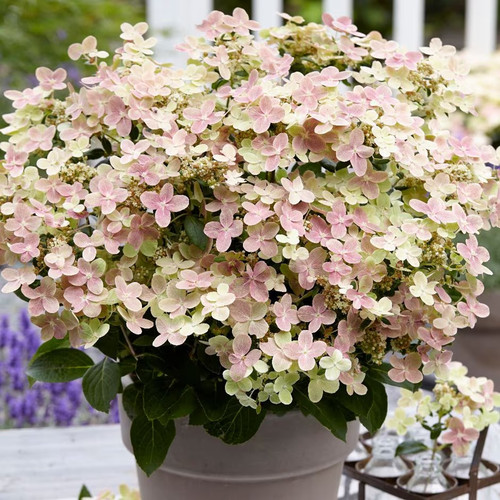 Hydrangea paniculata - hydrangea,,