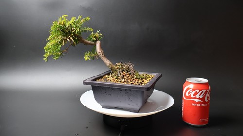 Yew bonsai tree pre penjing - bonsai,