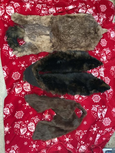 Antique real fox polecat - 3,