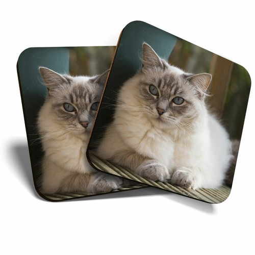 Coasters ragdoll cat - coasters,