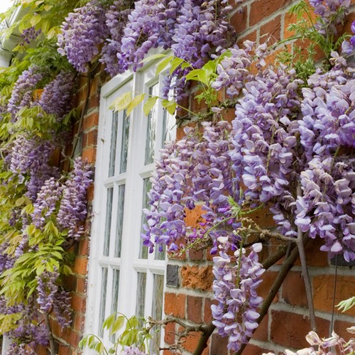 Wisteria sinensis plant - sinensis,