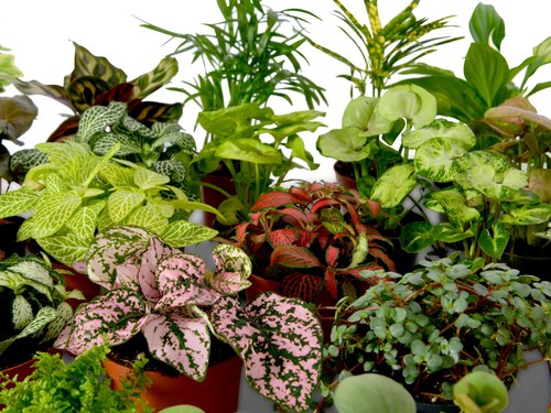 Terrarium plants houseplant - plants,
