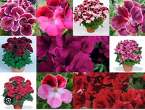 Regal pelargonium geranium - 6,