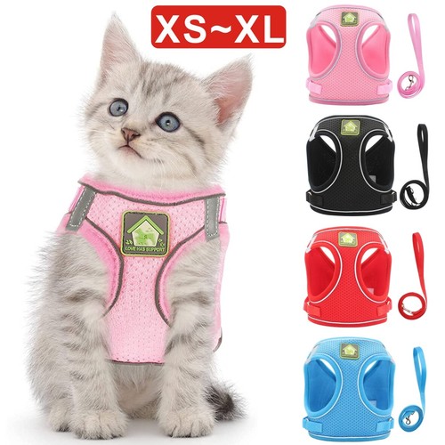 Small dog cat puppy - dog,