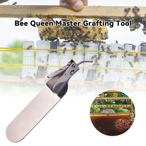 Beekeeping queen rearing - queen,