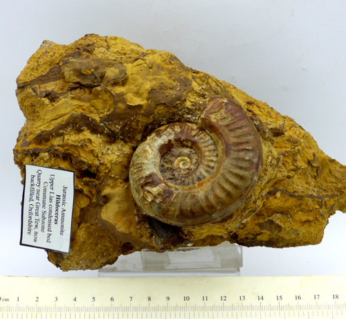 Large jurassic fossil ammonite - jurassic,