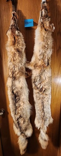 Midwest coyote semi heavy - coyote,