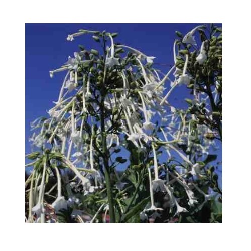 Nicotiana sylvestria only the - nicotiana,