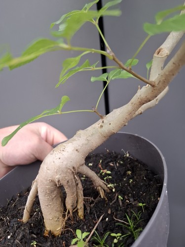 Yamadori fraxinus ornus - ornus, bonsai