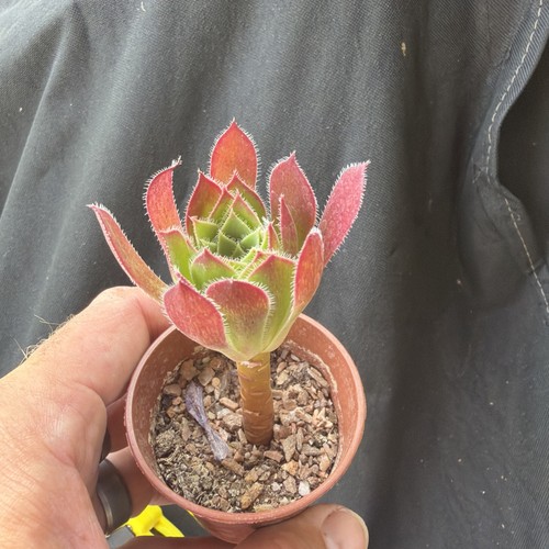 Aeonium simsii black cap - , width