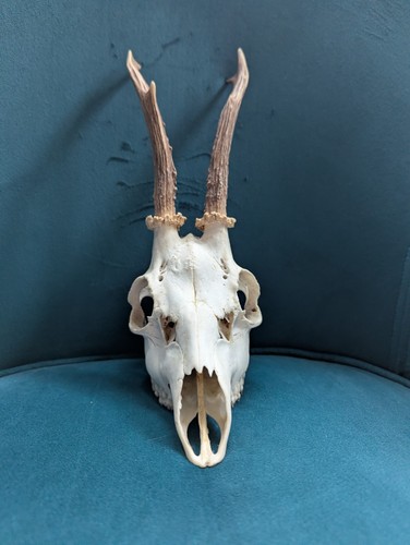 Skull roe deer - skull, antlers