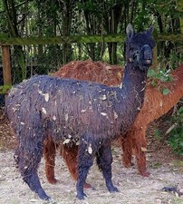 NEW Salvador's Black Suri