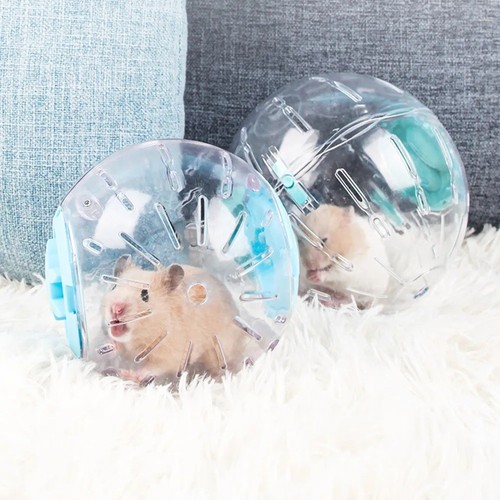 Small pet hamster exercise - small,